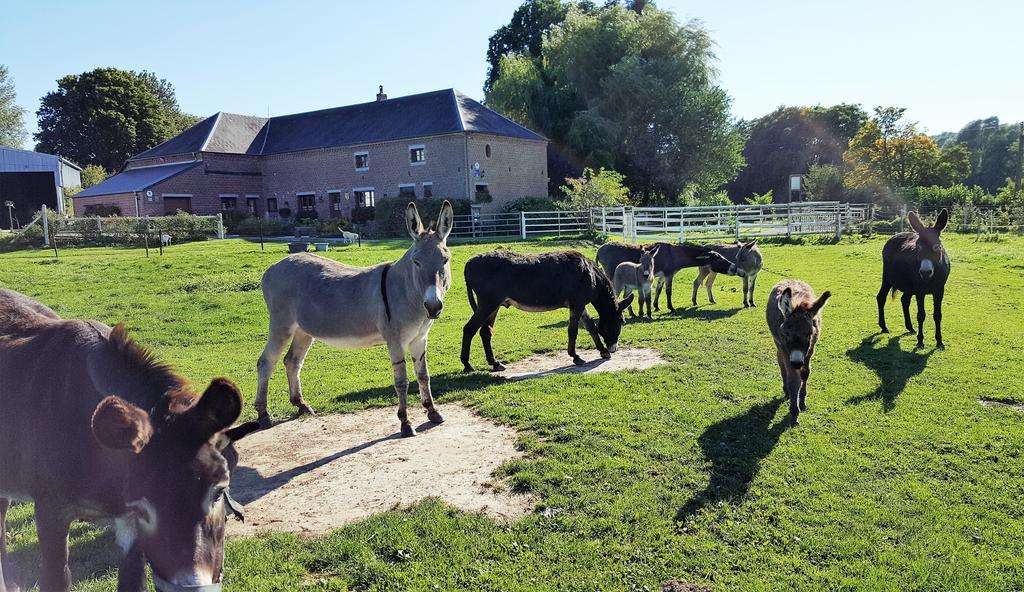 Les Mout'Anes Bed & Breakfast Saint-Hilaire-sur-Helpe Luaran gambar
