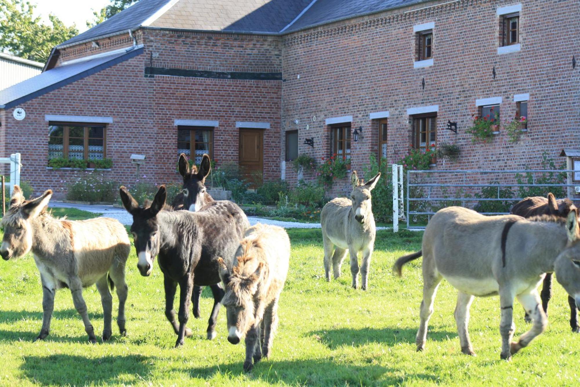 Les Mout'Anes Bed & Breakfast Saint-Hilaire-sur-Helpe Luaran gambar