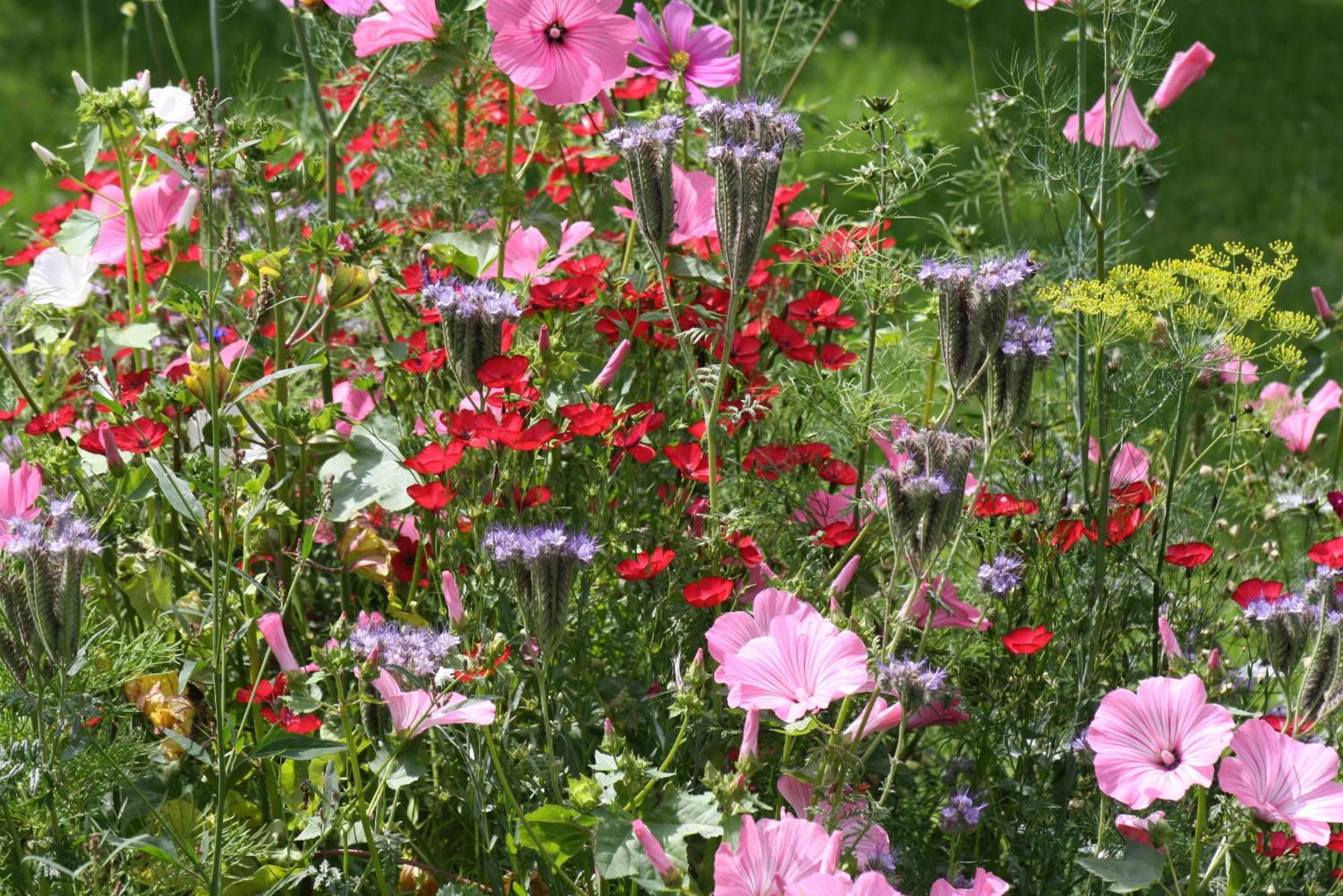 Les Mout'Anes Bed & Breakfast Saint-Hilaire-sur-Helpe Luaran gambar