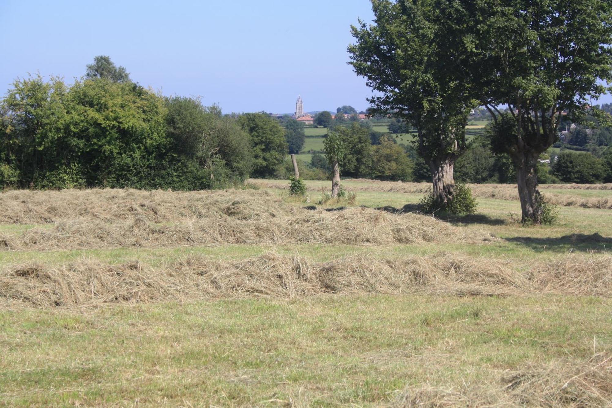Les Mout'Anes Bed & Breakfast Saint-Hilaire-sur-Helpe Luaran gambar